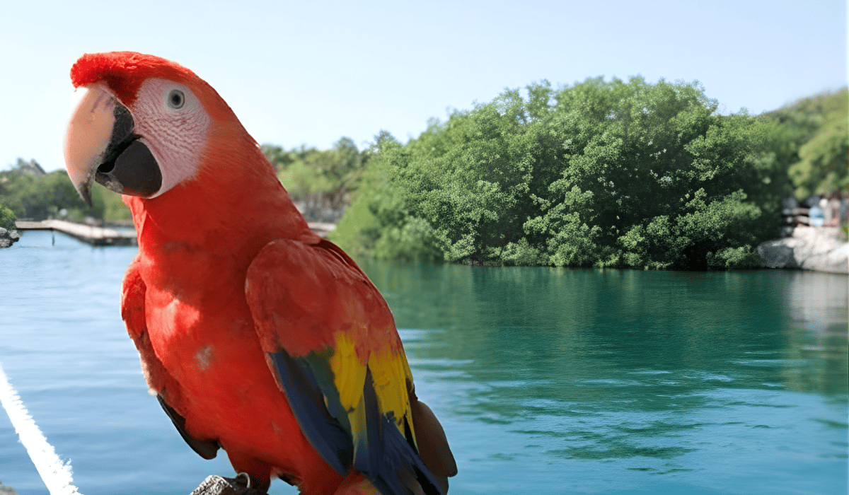 Xel-Há Grupo XCARET Fauna